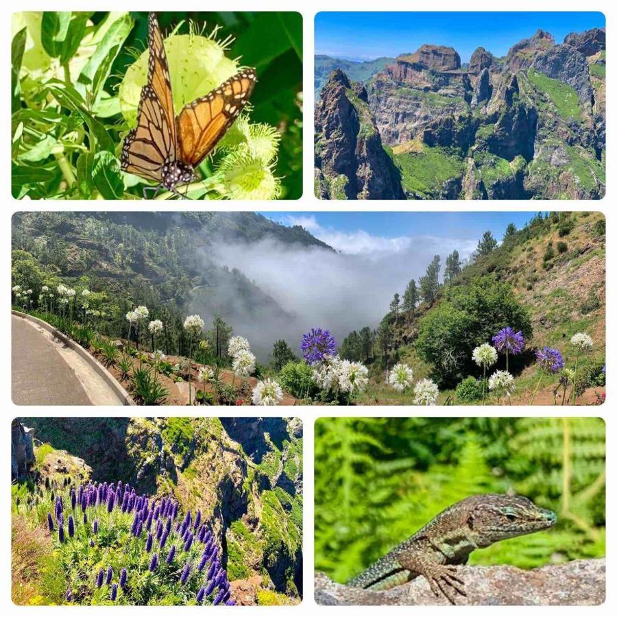 Isabela - Car For Free Apartment Canico (Madeira)