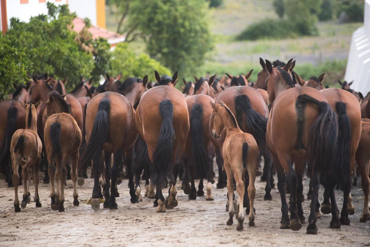 Gale Collection Alter Real - Equestre, Conference&spa 4*