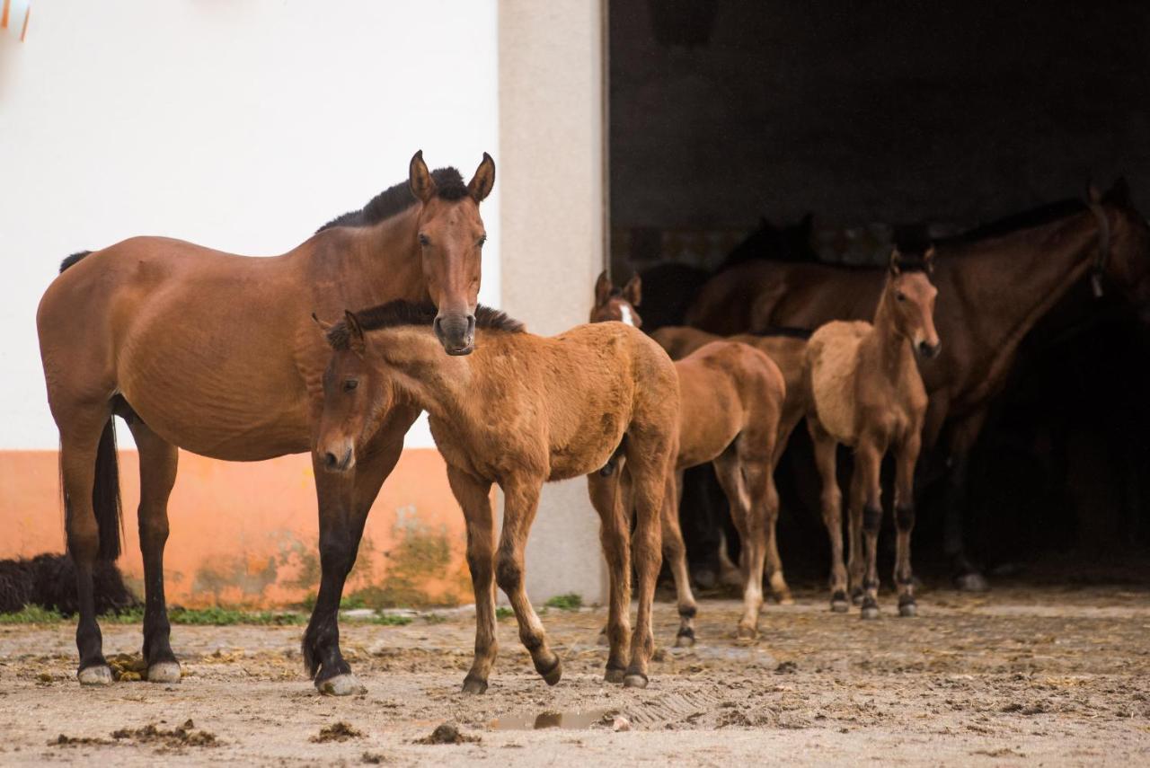 Hotel Gale Collection Alter Real - Equestre, Conference&spa