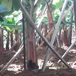 Fazenda Do Sousinha