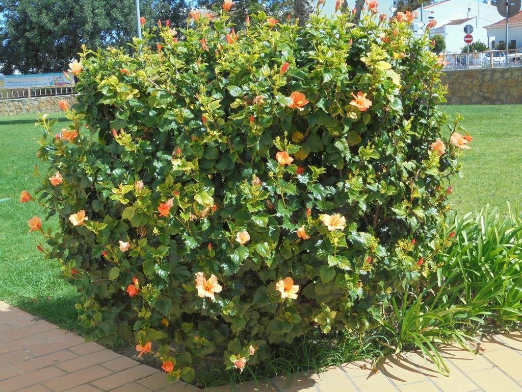 Jardim Paraiso