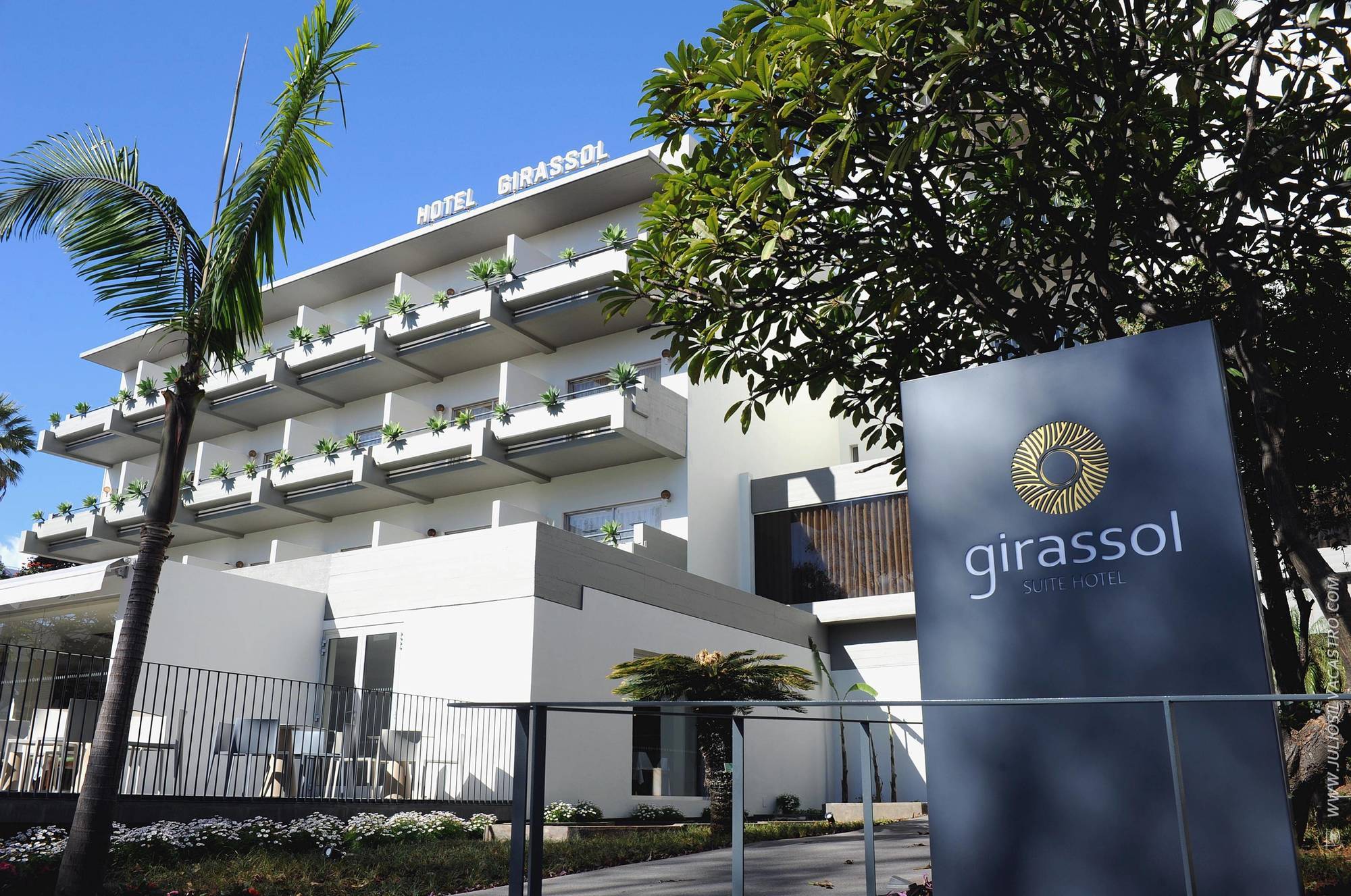 Girassol -