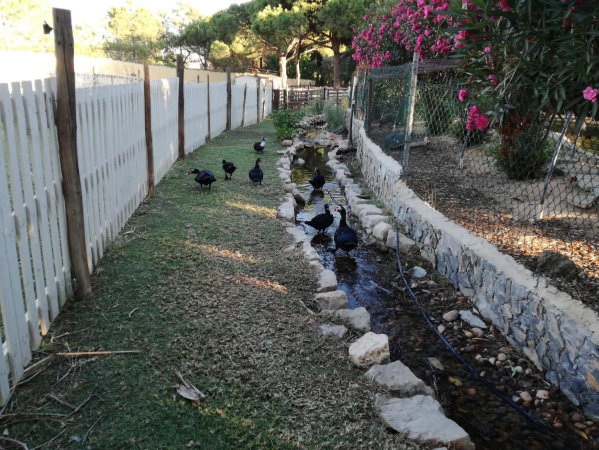 Quinta - Limao