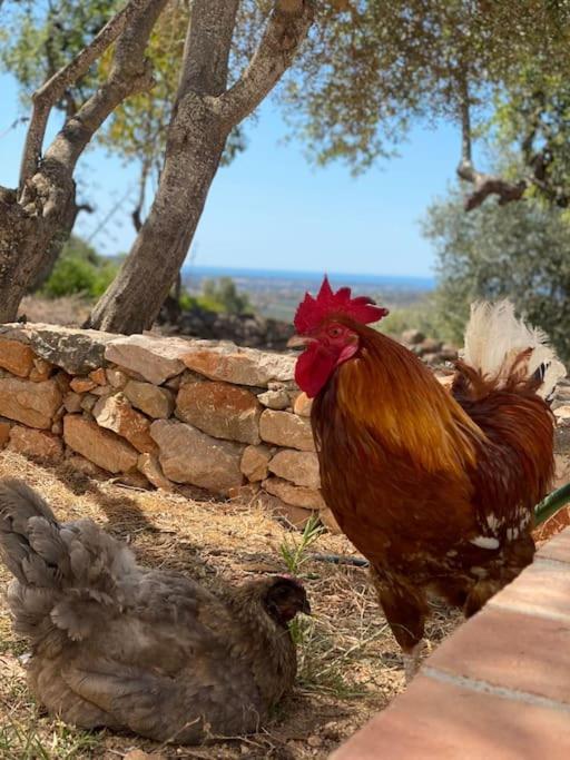 Villa Eco-villa Monte Do Barrocalinho Loule