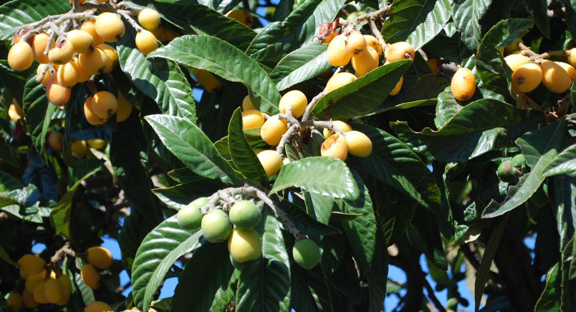 Farm stay Quinta Dos Cochichos *