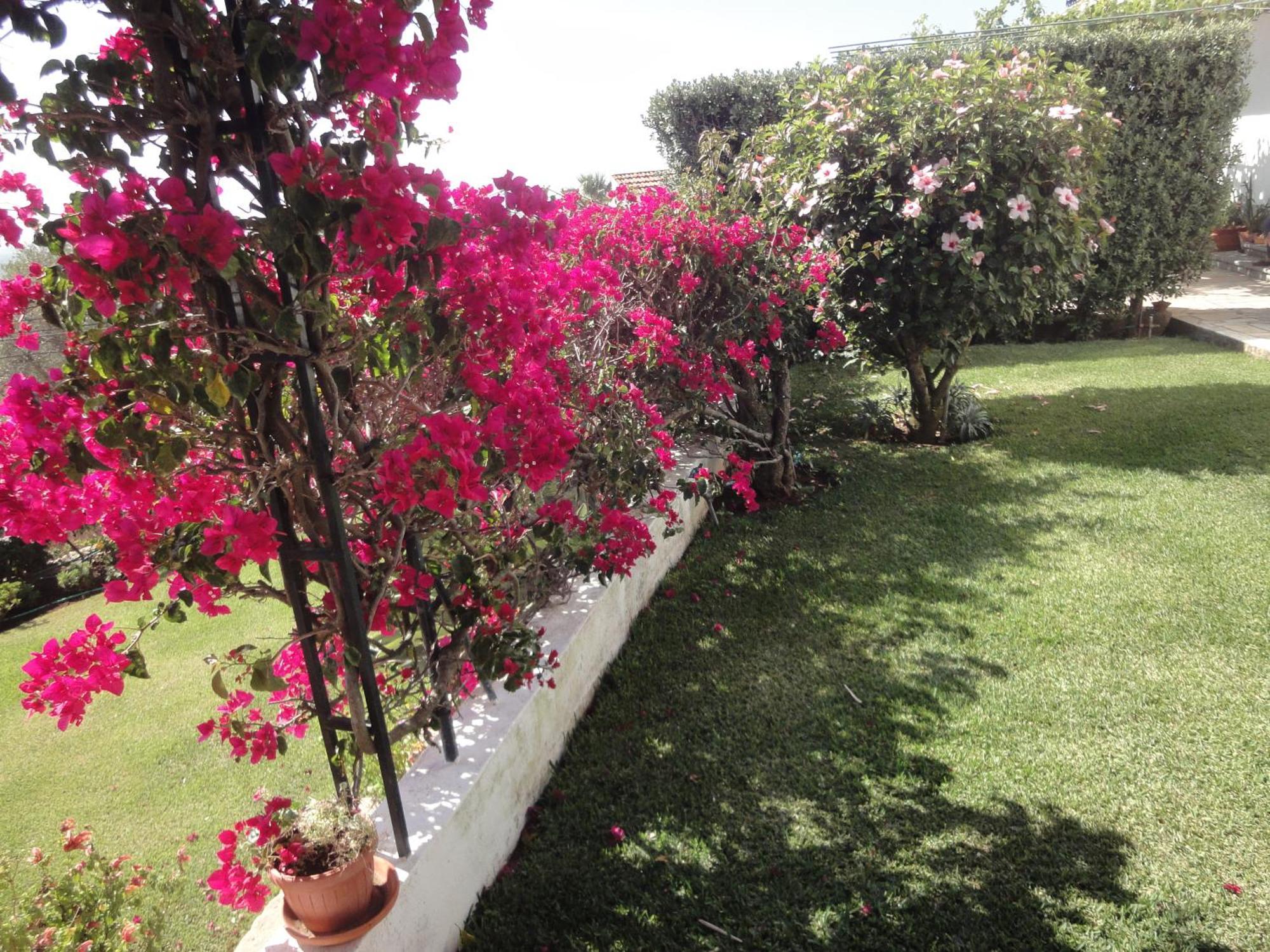 Orchidea Terrace Сasa de vacaciones *