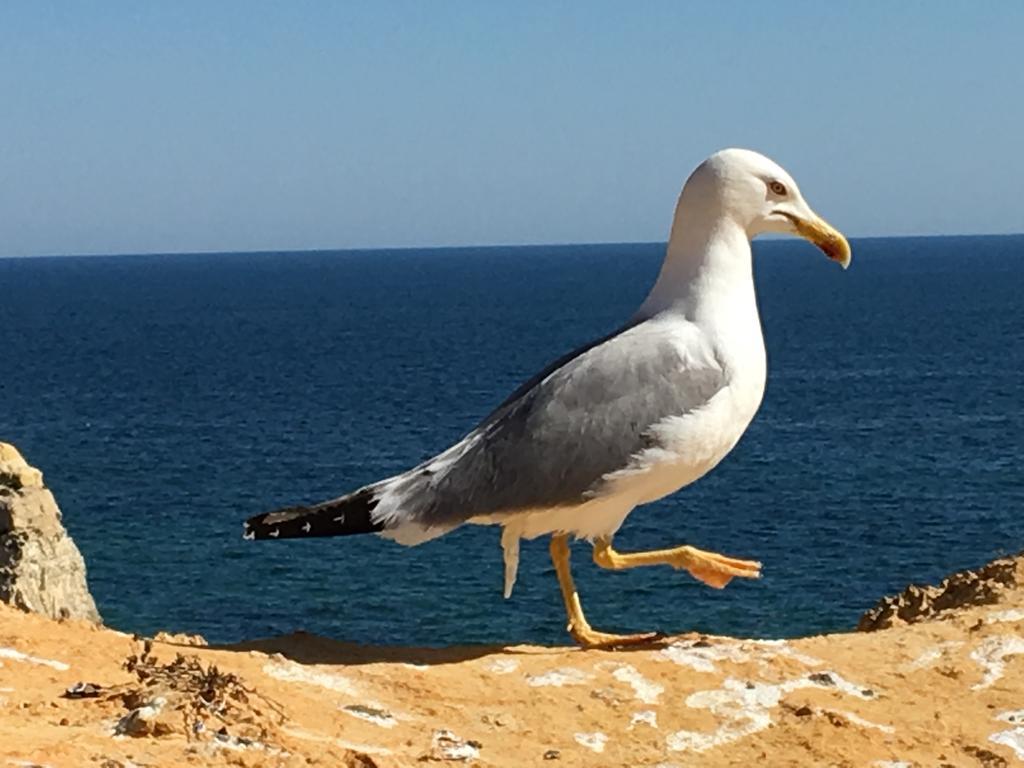 The Birds Nest Holiday home Alvor