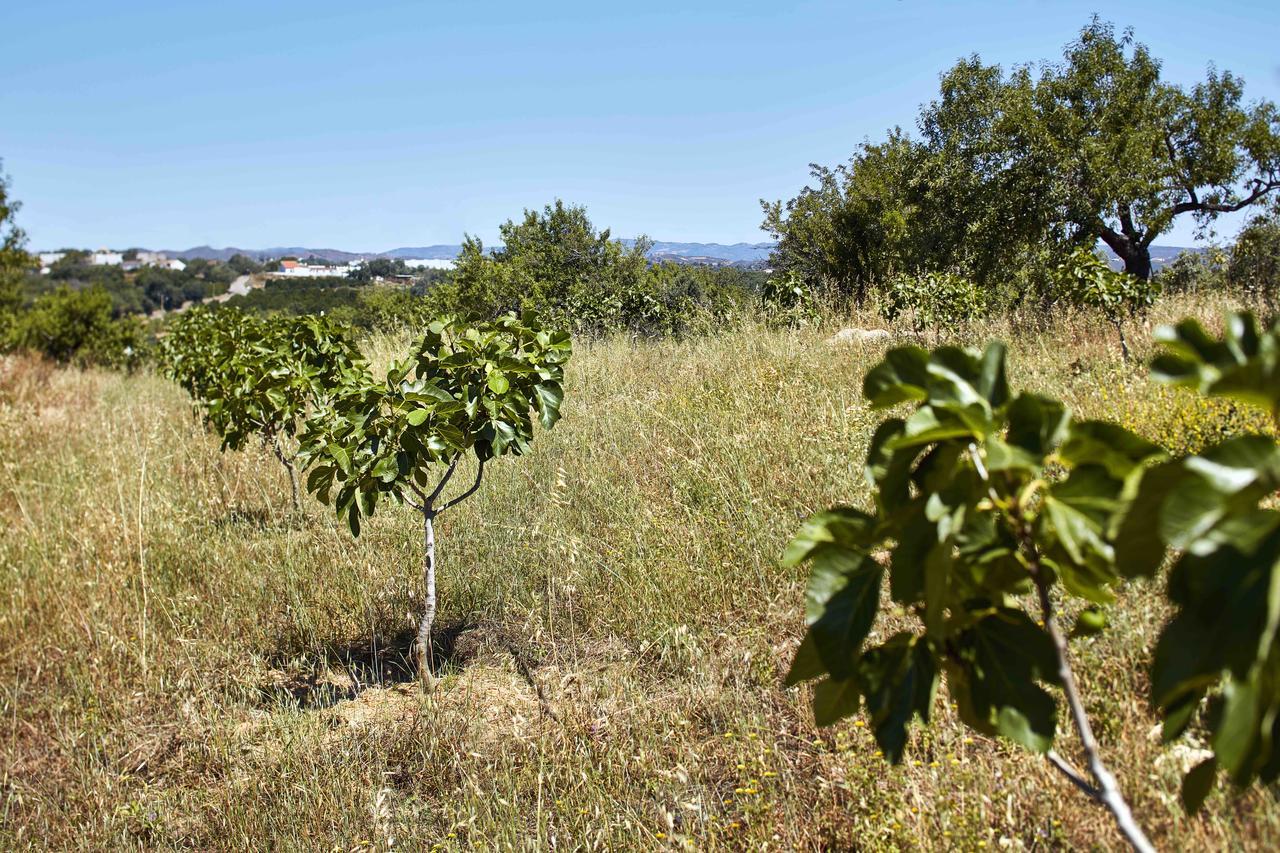 Farm stay Monte Do Alamo -