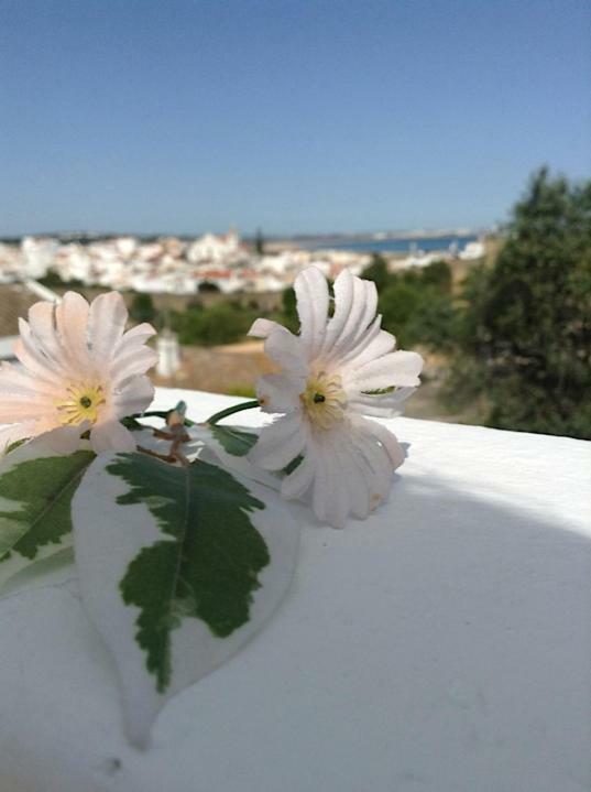 Apartment Casaduarte 