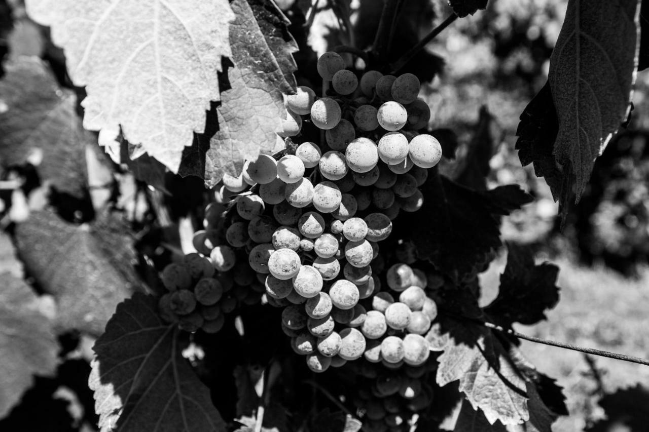 Quinta Da Estrada Winery Douro Valley Guest house Peso da Regua