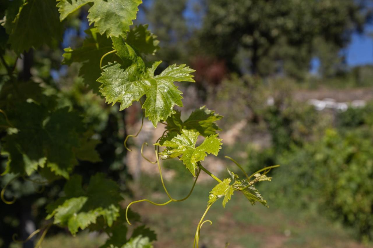 Quinta Da Estrada Winery Douro Valley Guest house Peso da Regua